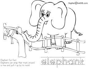 elephant_sadie